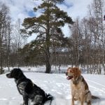 Two dogs sitting on the snow in front of a very tall pine tree.