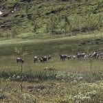 Reindeers seen from afar walking as a big group across a green bog, in the mountains during summer.