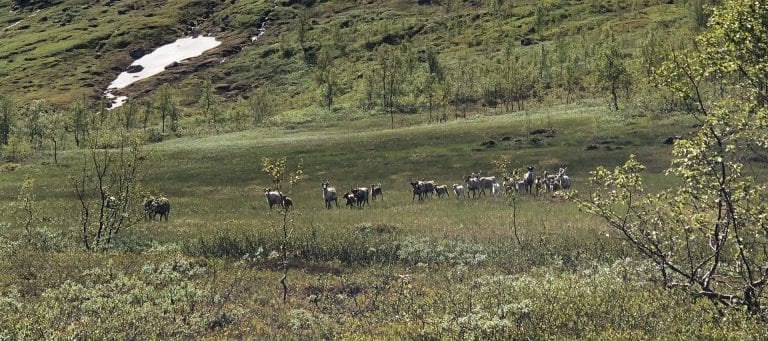 Reindeers seen from afar walking as a big group across a green bog, in the mountains during summer.