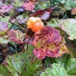 Orange cloudberry finally blossoming as autumn is coming.