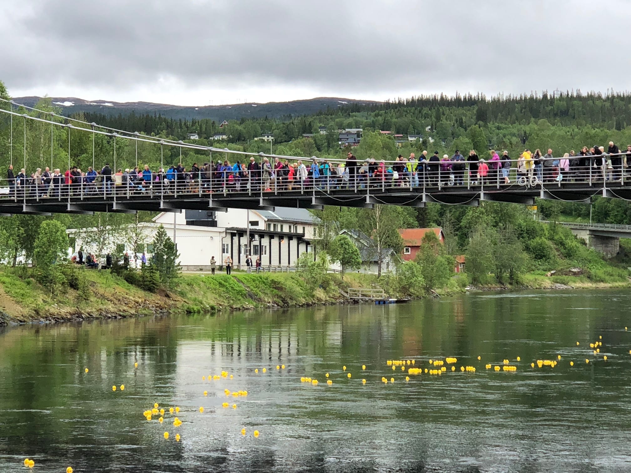 Lots of yellow plastic ducks floating on the river during the Duck race, with lots of people watching from the bridge above.