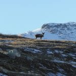 A reindeer with two big antlers standing on top av hill, with snowy mountains in the background.