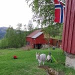 Goats on the lawn between the two red farm houses at Mastervika Farm, with the Norwegian flag hung up in the garden.