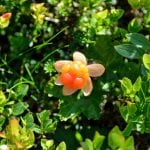 Orange cloudberry finally blossoming as autumn is coming.