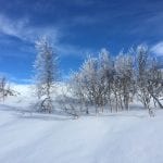 Winter ambiance at Korgfjellet with snow covered trees and snow in all directions.