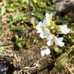 Beautiful, small white flowers with a yellow centre.