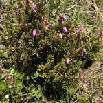 Small pink flowers starting to blossom.