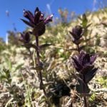 Up-close of small purple flowers starting to blossom during summer.