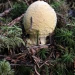 Close-up of a white mushroom in green nature.