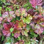 Greens leaves turning red as autumn is coming.