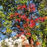 Green trees with leaves starting to turn into beautiful autumn-colors such as red and orange.