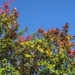Green trees with leaves at the top of the trees starting to turn into beautiful autumn-colors.