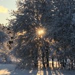 Big snow-covered trees in a winter landscape with the sun shining through its branches.