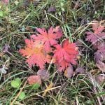Red leaves sticking up amongst the green moss as the autumn is coming.