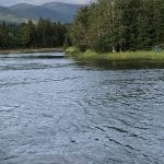 Fisherman standing in Røssåga river, next to Korgen Camping, fishing with the water up to his knees.