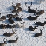 One white reindeer lying between other brown reindeers, all relaxing on the snow at Okstindan.