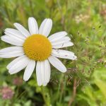 Close up of a flower, daisy.