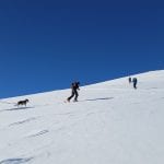 Off-track skiers with a dog in a leash, climbing a white mountain in an open landscape with a clear blue sky.