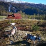 Goats walking in the colorful autumn nature, with Mastevika Farm behind and waterfall in the background mountains.